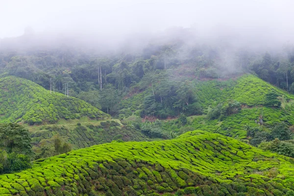 Berg en thee plantages bedekt met mist in de ochtend — Stockfoto