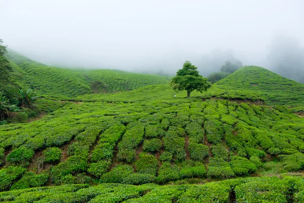 Pohled na čajových plantážích se vztahuje mlhy — Stock fotografie