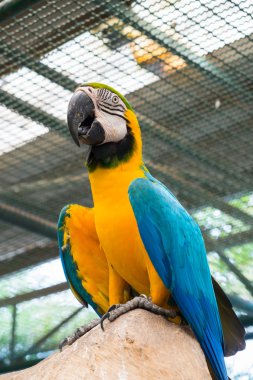 Mavi-sarı ara veya Ara ararauna alttan görünüm