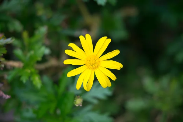 Flor amarela florescendo no jardim — Fotografia de Stock