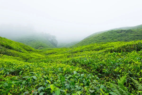 Theeplantages met mist in Cameron Highlands, Maleisië — Stockfoto