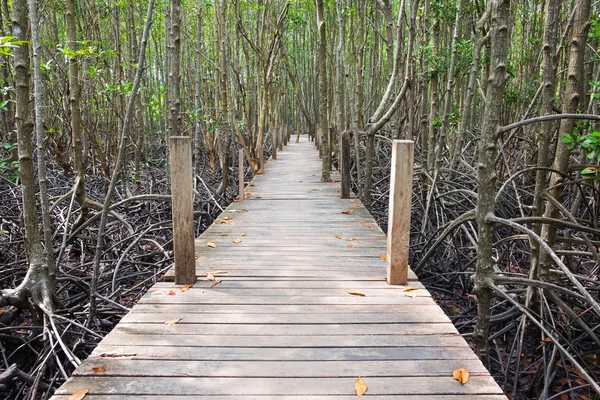 Wooden walkway bridge in mangrove forest located at Rayong, Thai — Stock Photo, Image