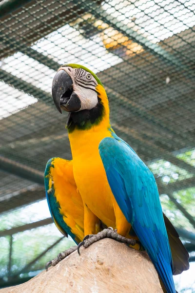 Mavi-sarı ara veya Ara ararauna alttan görünüm