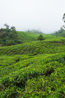 Vadinin sis tarafından örtülü çay tarlaları ile görünüm