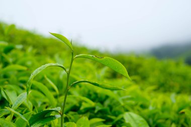 Çay tarlaları Cameron Highlands, Malezya, çay yaprakları.