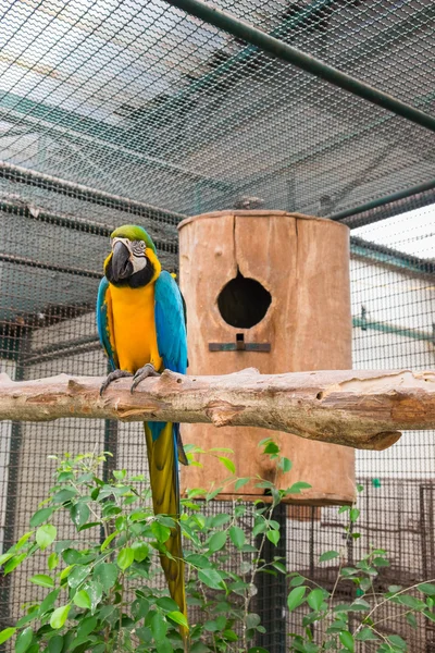 Ağacın yuva önünde oturan mavi ve sarı ara