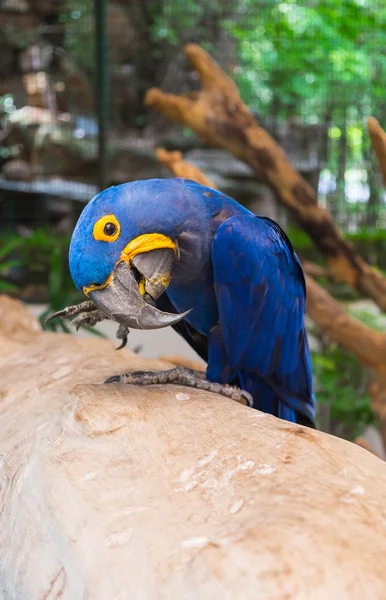 Sümbül Amerika papağanı (Anodorhynchus Hyacinthinus) oturum açma tünemiş