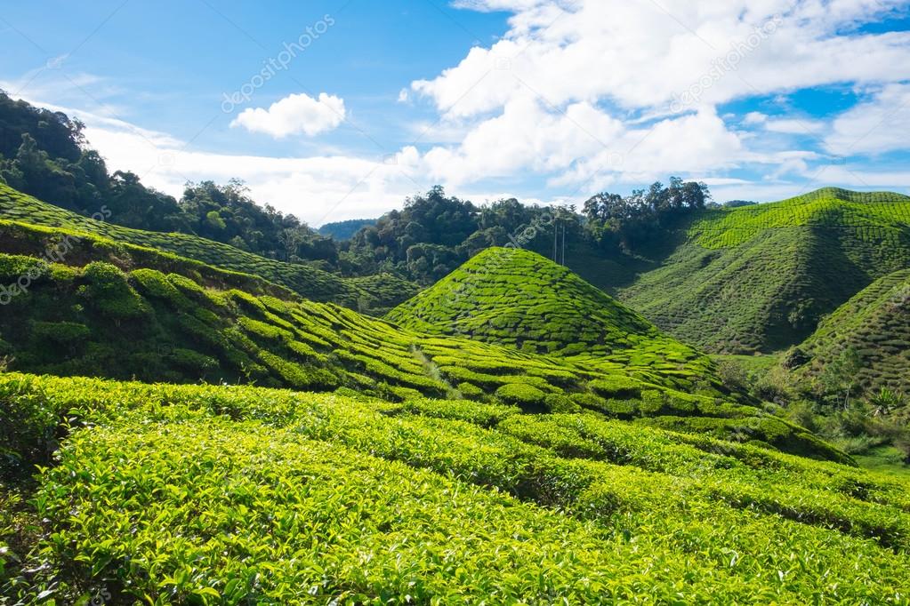 Slope green mountain of tea plantations with blue sky