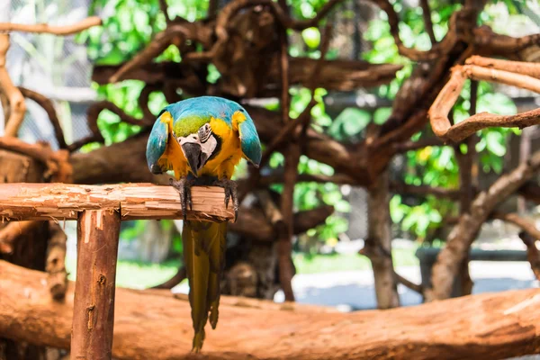 Сине-жёлтый ара, также известный как сине-золотой ара — стоковое фото