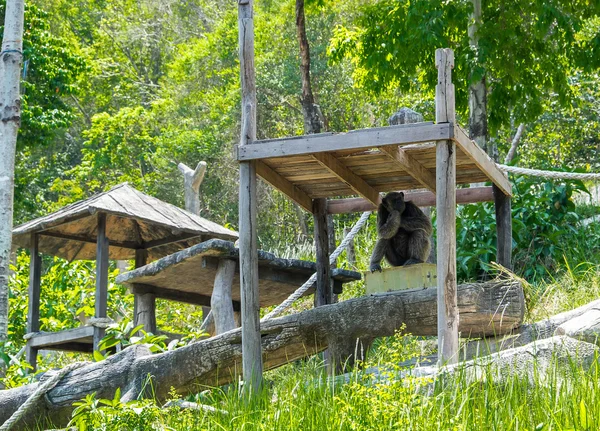 Hayvanat bahçesinde oturan şempanze.
