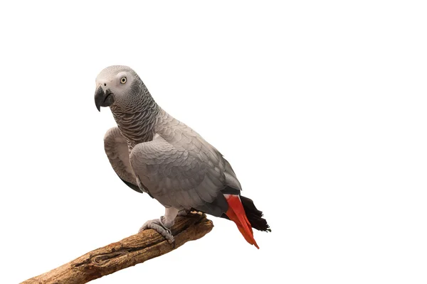 African grey parrot isolated on white background. — Stock Photo, Image