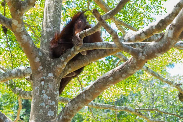 Chimpanzee sitting on branch — Stock Photo, Image