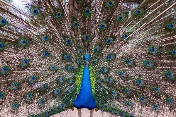 Portrait of beautiful peacock with feathers out — Stock Photo, Image