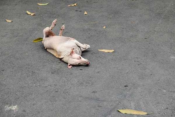 Chien errant couché sur le sol en béton — Photo