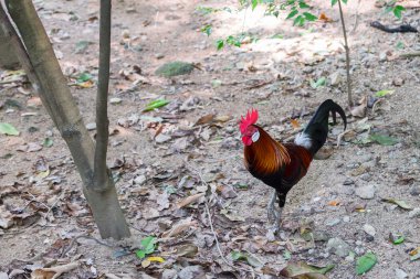 Bir doğa arka plan üzerinde duran horoz (erkek tavuk).