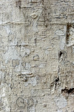 Ağaç kabuğu dokusu