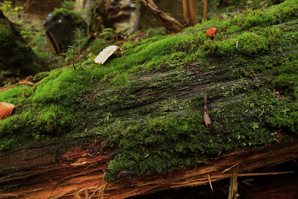 Rotting tree with moss — Stock Photo, Image