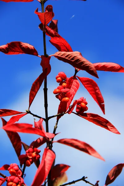 Euonymus europaeus — Foto de Stock