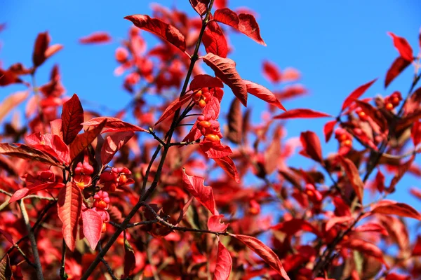 Euonymus europaeus Images De Stock Libres De Droits