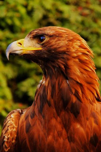 Aigle (Aquila chrysaetos) ) Photo De Stock