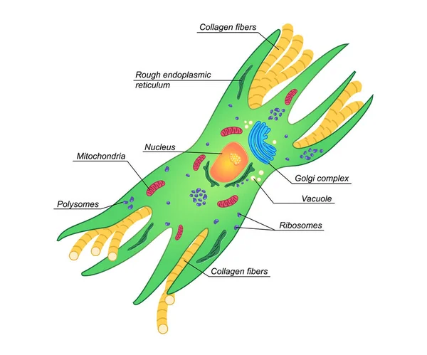 Векторні Ілюстрації Фібробластів Описом Структура Клітини Дерми Кольорова Схема Сполучної — стоковий вектор