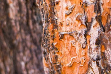 Çam ağacı kabuğu ve vücut arka planı, yakın çekim ve makro ahşap malzeme, güzel ağaç arka plan