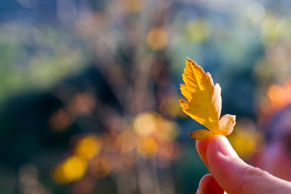 Autumn and fall yellow and red leave close-up, nature background, yellow color leave and hand holding leaf