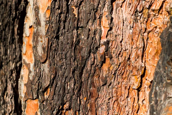 Casca Árvore Pinho Fundo Corpo Close Macro Material Madeira Belo — Fotografia de Stock