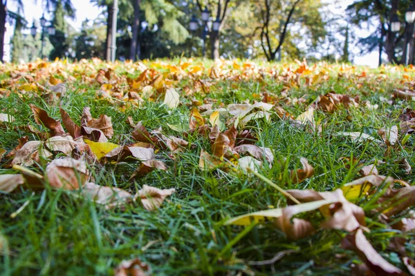 Jesień Jesień Żółte Liście Polu Trawie Jesienne Liście Parku — Zdjęcie stockowe