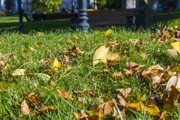 Jesień Jesień Żółte Liście Polu Trawie Jesienne Liście Parku — Zdjęcie stockowe