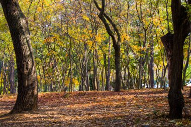 Sonbahar ve sonbahar ormanı ve vahşi sonbahar ağacı Tiflis, Georgia 'da sarı ve kırmızı yapraklı.