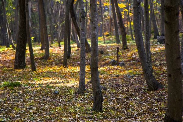 Herbst Und Herbst Wald Und Wild Herbst Baum Mit Gelben — Stockfoto