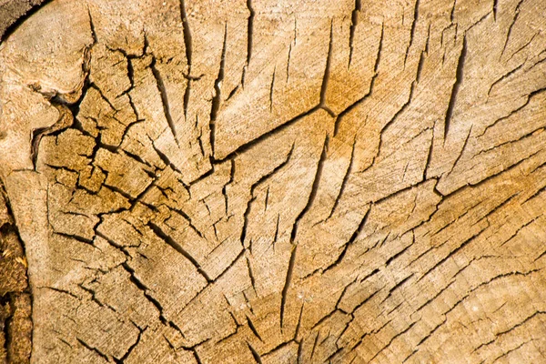 Sfondo Legno Modello Albero Tagliato Texture Albero Tagliato Secco Anelli — Foto Stock