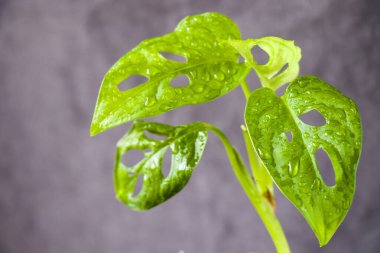 Monstera Adansoni arka plan, şehir ve ev bitkileri, yeşil renk bırakır