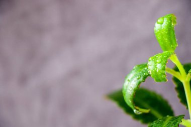 Ev odası kentsel bitki arka planı, gri renkte yeşil izin arkaplanı, ev bitkisi yakın plan ve makro bahçe.