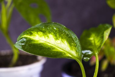 Diffenbachia Dumbcane fabrikası geride yakın plan, yeşil renk ve ev bitkisi bıraktı