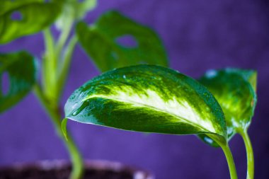 Diffenbachia Dumbcane fabrikası geride yakın plan, yeşil renk ve ev bitkisi bıraktı