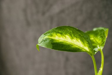 Diffenbachia Dumbcane fabrikası geride yakın plan, yeşil renk ve ev bitkisi bıraktı