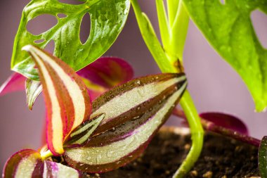 Tradescantia zebrina pendula bitkisi, yapraklar arka plan, güzel ev ve şehir bitkisi