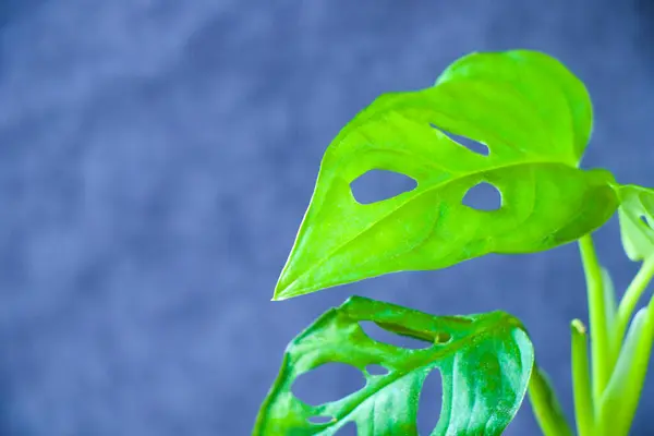 Monstera Adansoni Deixa Fundo Plantas Urbanas Casa Cor Verde — Fotografia de Stock