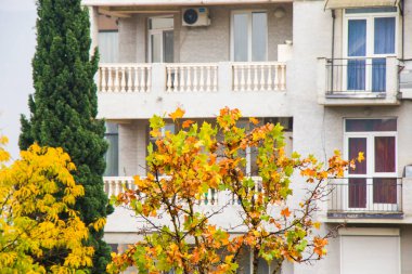 Yellow autumn and fall tree landscape in city, Tbilisi, Georgia