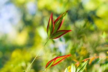 Bokeh arka planında Nandina yerel yaprakları, doğa arka planı, kırmızı ve yeşil
