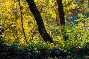 Yeşil renk makroyu terk eder ve güneş ışığı sırasında yakın plan, doğa arka plan, doğadaki güzellik