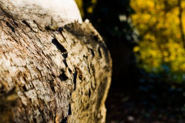 Ağaç kabuğu ve gövdesi, yakın plan ve makro ahşap malzeme, güzel ağaç arka plan