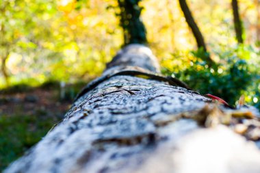 Ağaç kabuğu ve gövdesi, yakın plan ve makro ahşap malzeme, güzel ağaç arka plan