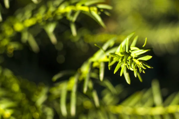 ヨウの木はクローズアップとマクロ 日光と緑の色の背景 タコス カスピダータを残します — ストック写真