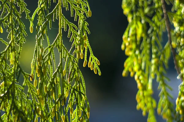Соснове Дерево Листя Крупним Планом Макро Зелений Фон Природи Сонячне — стокове фото
