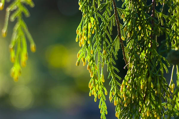 松の木はクローズアップとマクロ 緑の自然背景 日光を残します — ストック写真