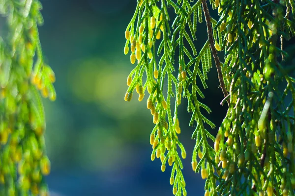 Dennenboom Bladeren Close Macro Groene Natuur Achtergrond Zonlicht — Stockfoto