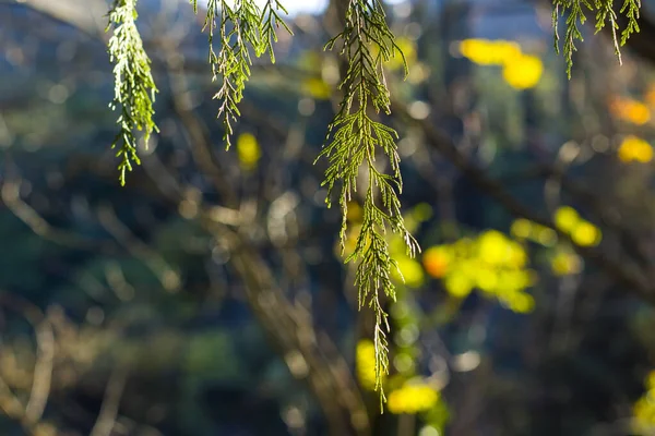 Pine Tree Leaves Close Macro Green Nature Background Sunlight — Stock Photo, Image